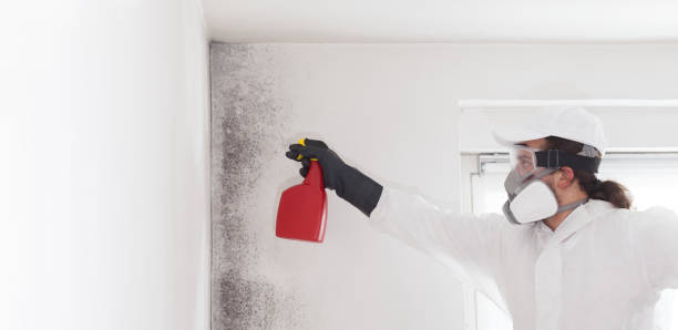 Attic Mold Removal in Rathdrum, ID